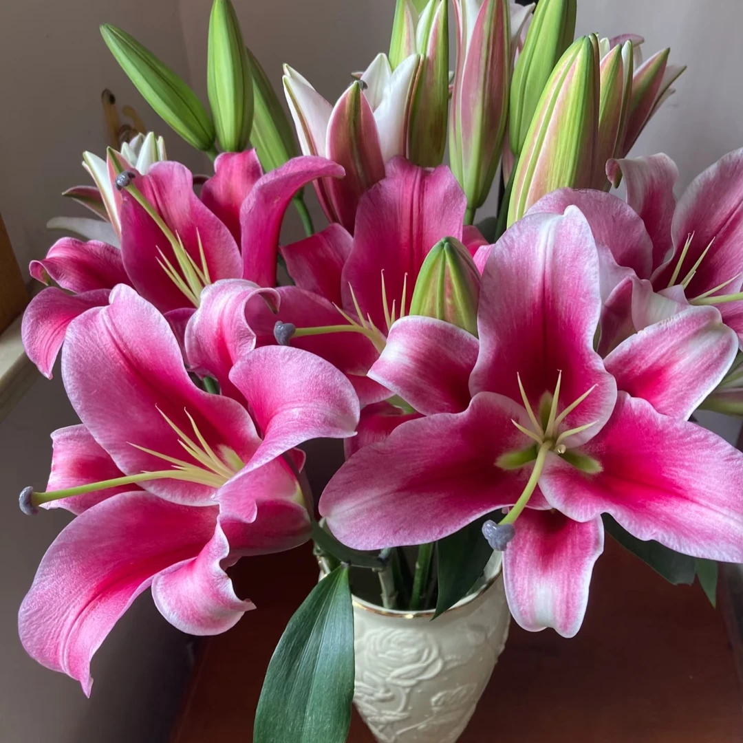 帕拉佐昆明基地直发香水百合鲜花水养家用办公室插花速递