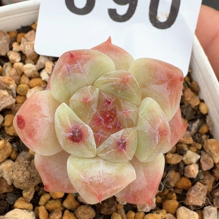 草莓冰魄  开播福利多肉植物