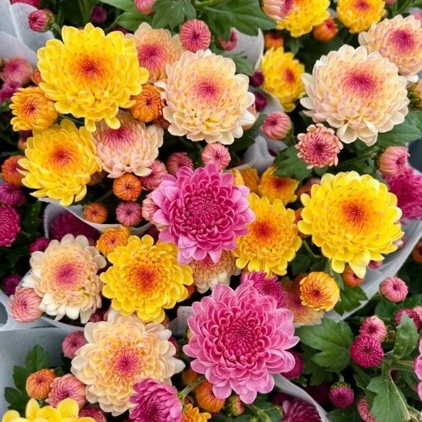 【四色宝莲灯】荷兰菊好看好养室内盆栽