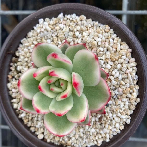 朱碧锦多肉植物多肉（小于
