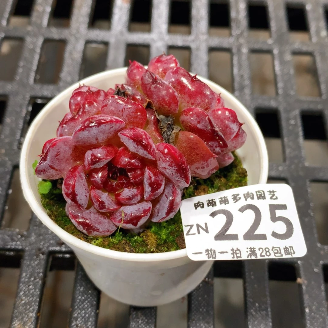 肉萌萌拇指盆精控多肉ZN225