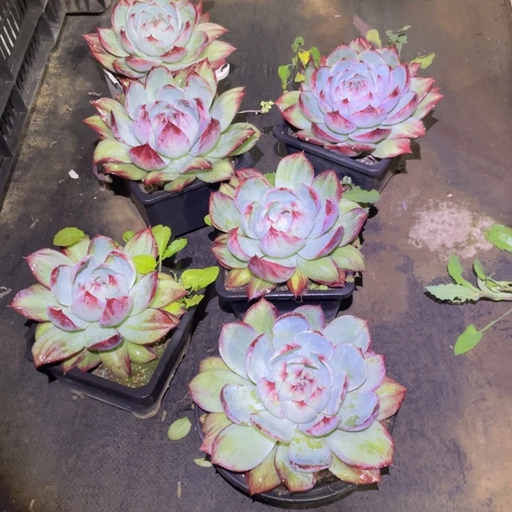 剑***哥惊鸿仙子多肉五个