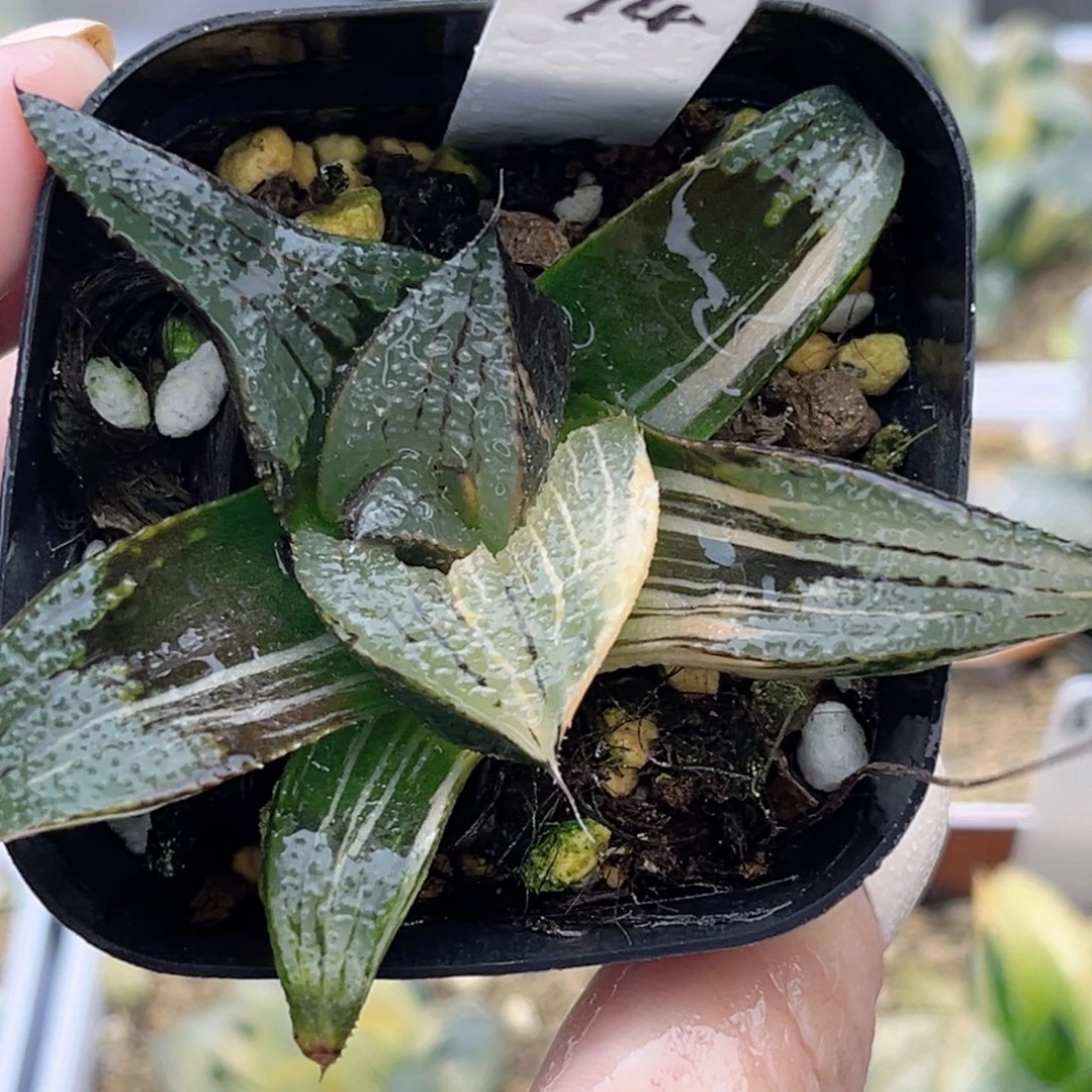 74茜云芭提雅锦十二卷多肉