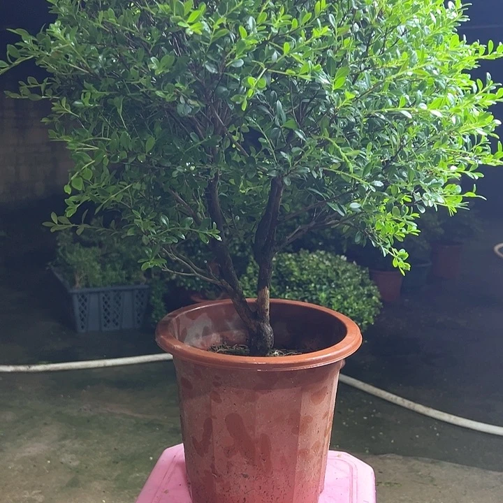 完全开放语****缺赤楠