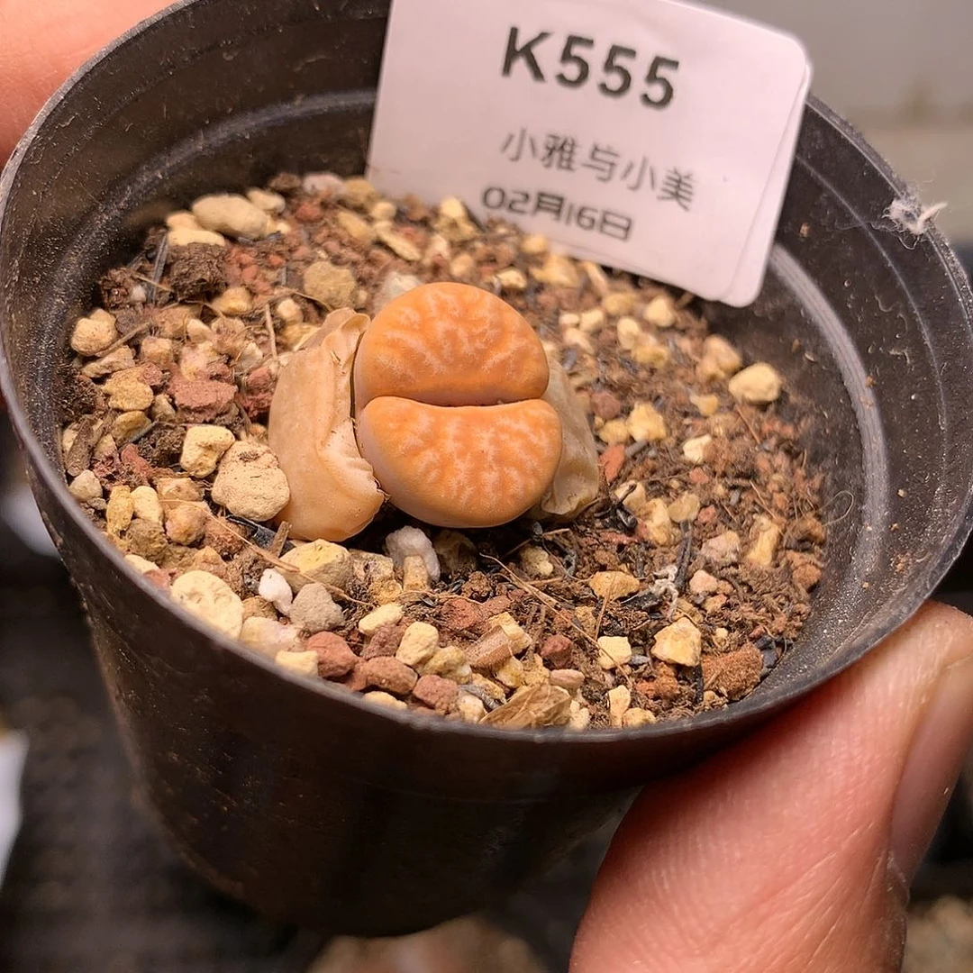 K555多肉植物保护
