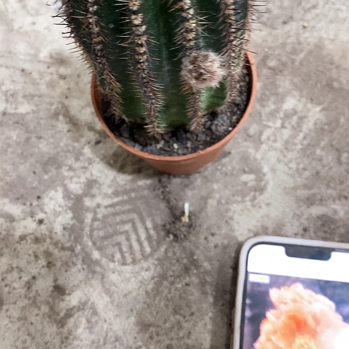 香橙多仙人球357899