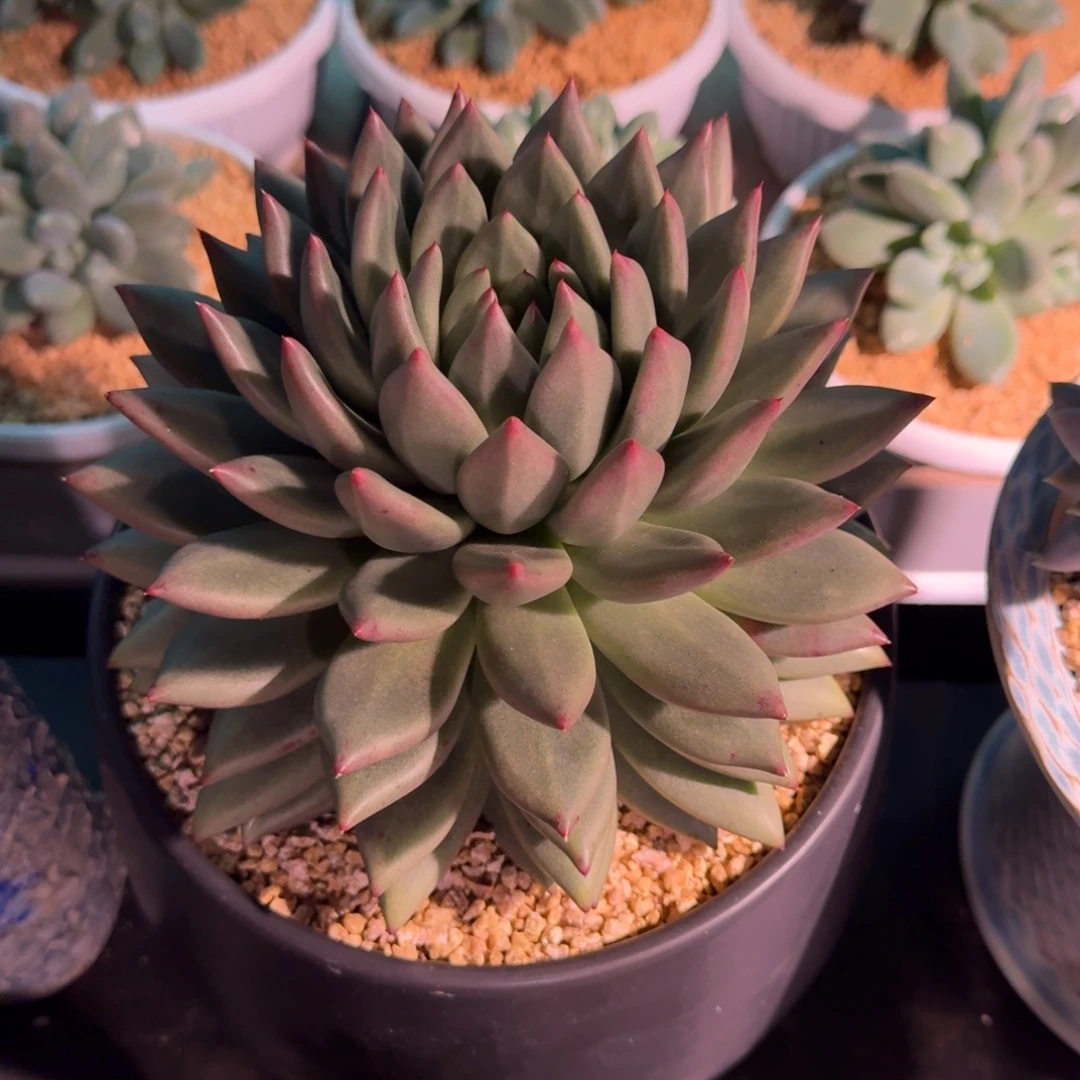 克里斯朵 单头 一物一拍