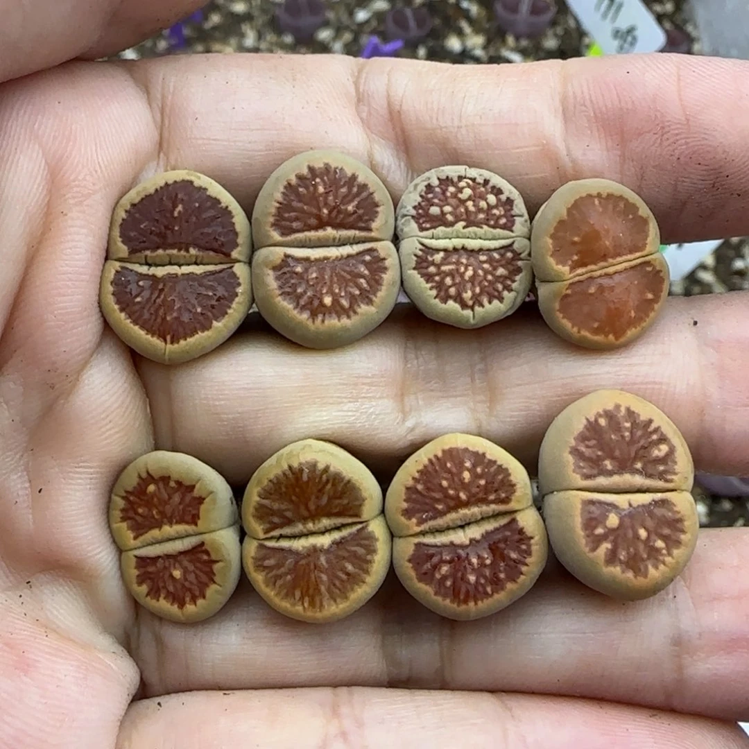 274母本菊清框福利30包邮发货