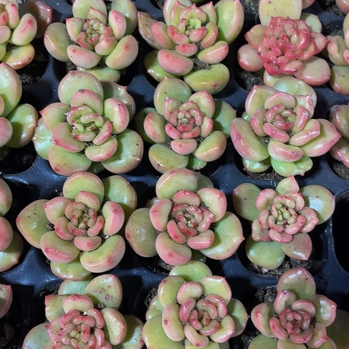 小苹果花1元带土发