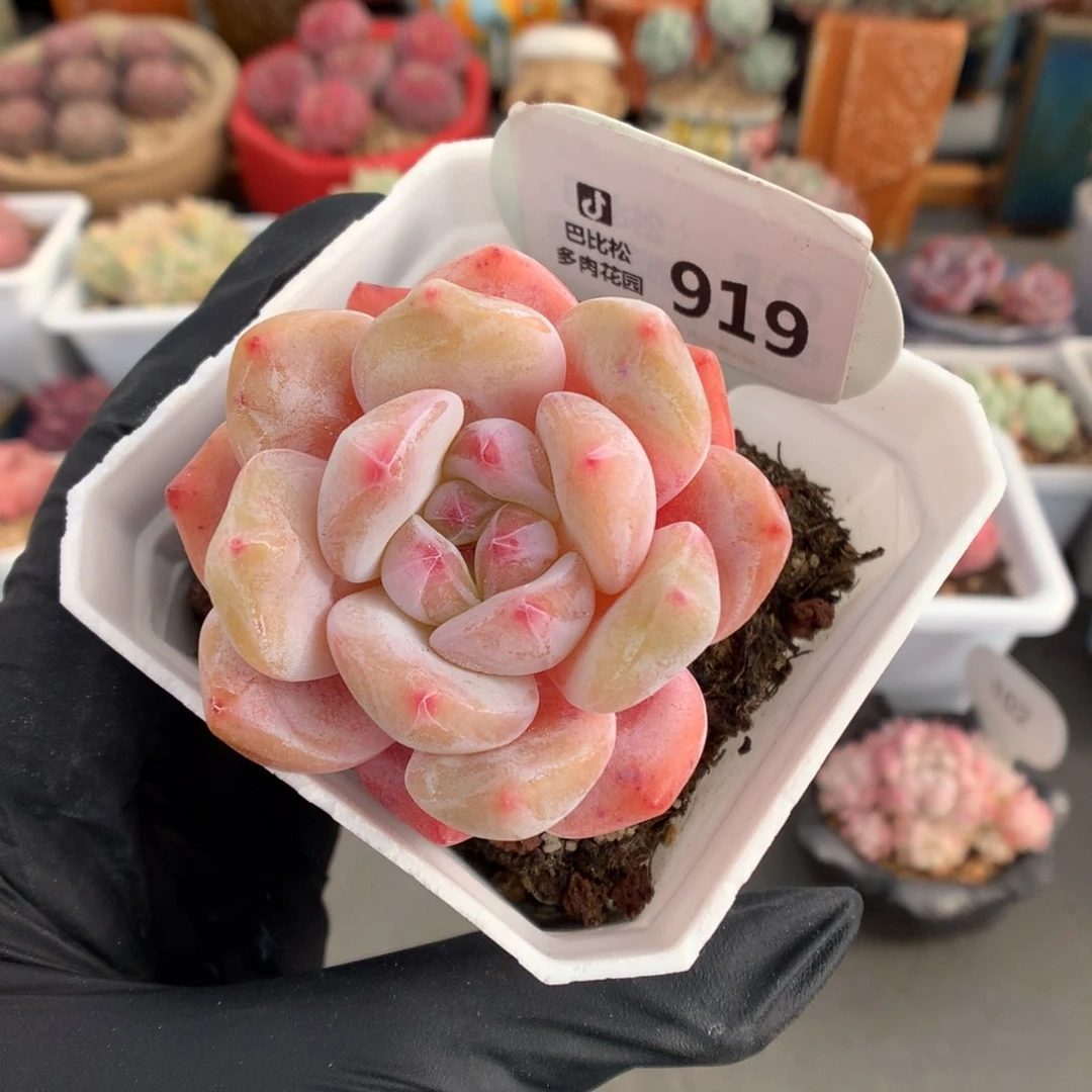 919 果冻橙多肉多肉