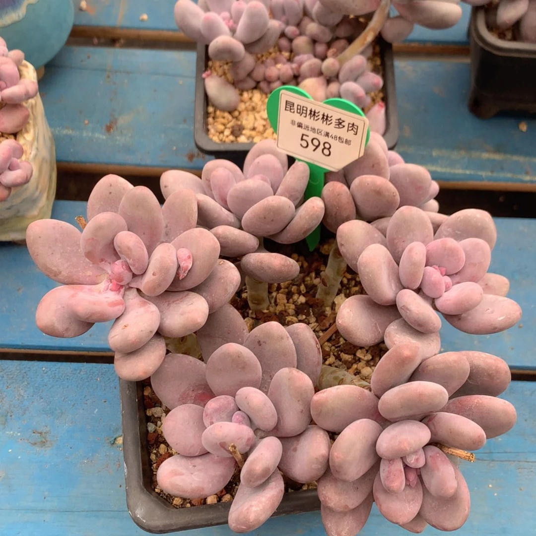 蛋黄奶矮桩平头598