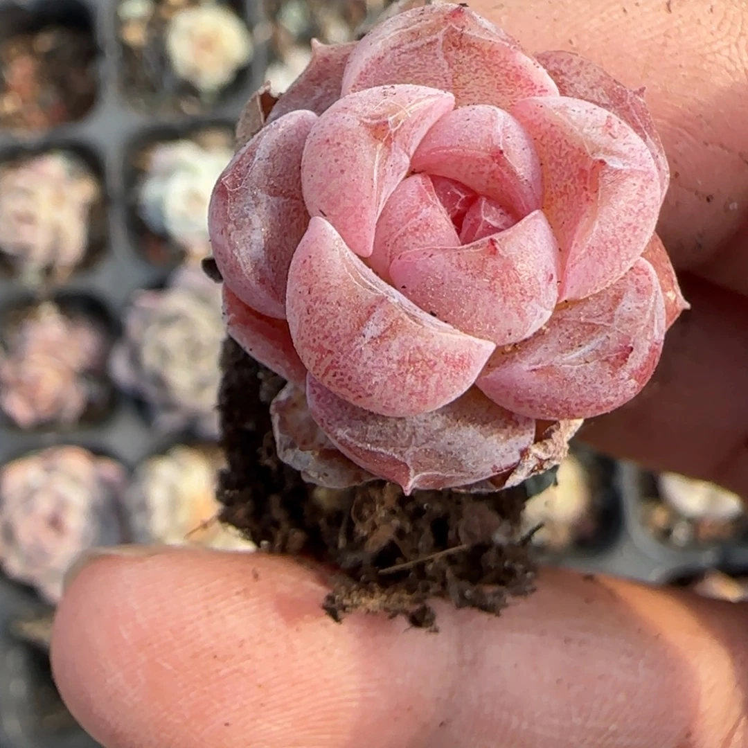 小卡拉米糖心一物一拍