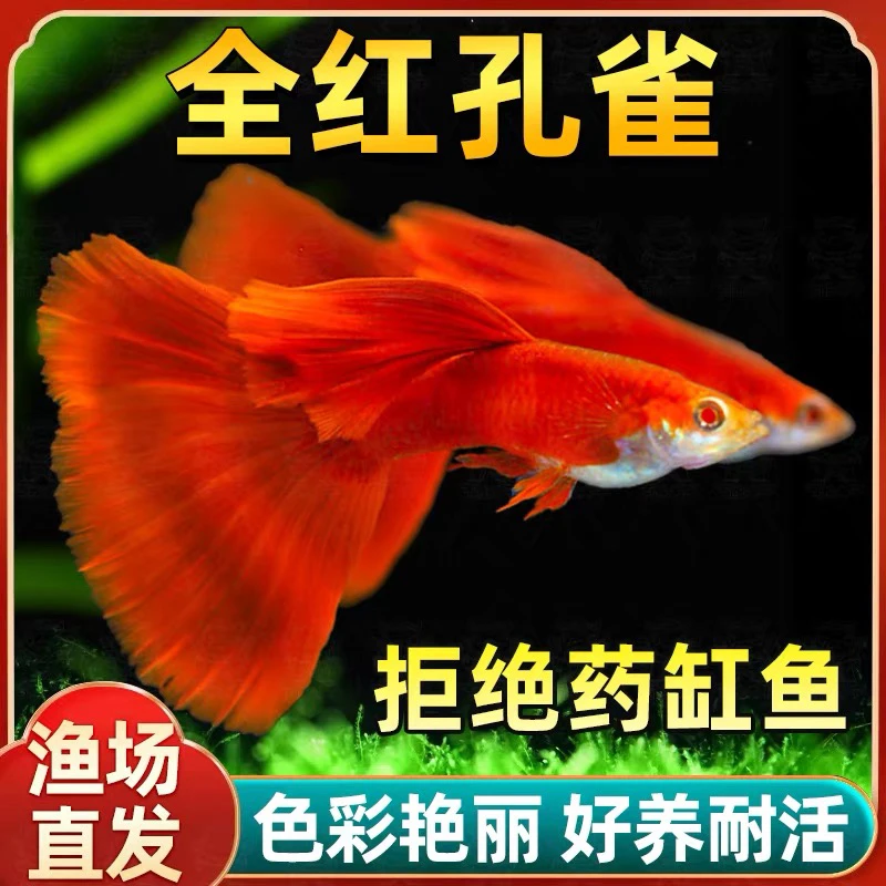 美国全红孔雀鱼热带鱼小型纯种观赏鱼孔雀鱼凤尾鱼孔雀胎生易繁殖