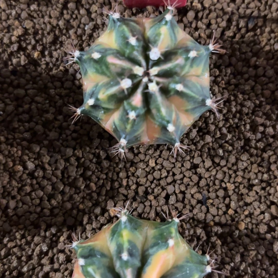 174-1227泰国发货多肉