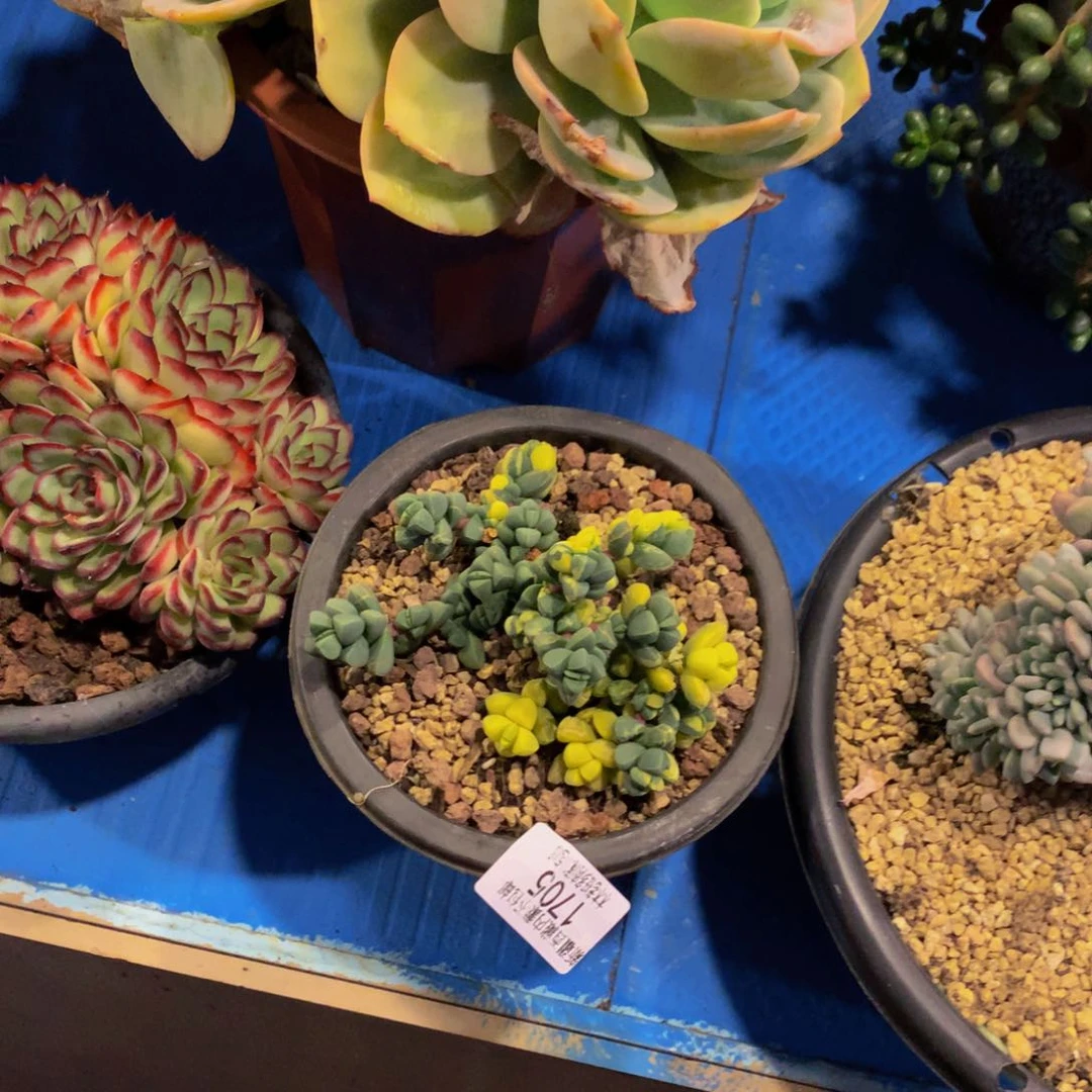 秋1705鹿角海棠多肉