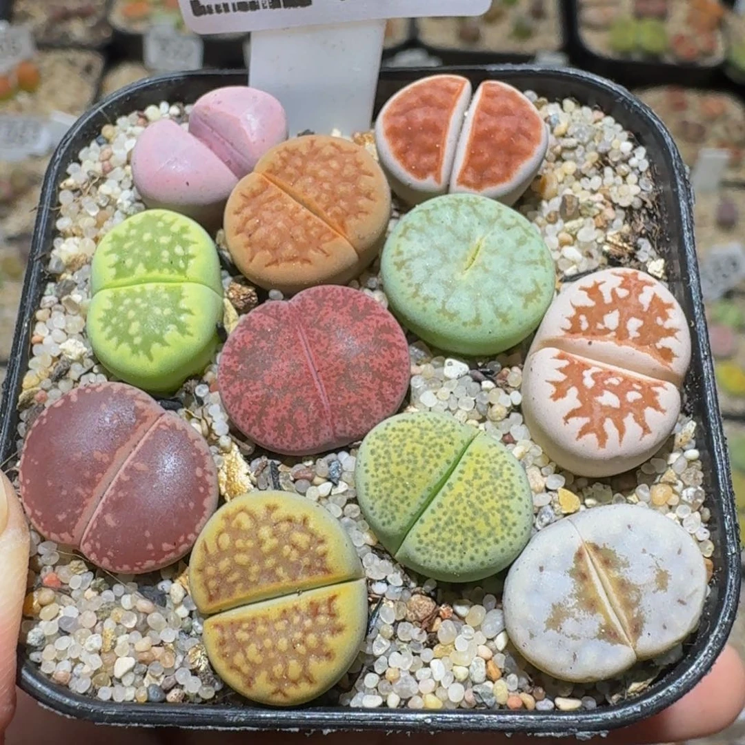 Sssss绝绝绝子生石花1329