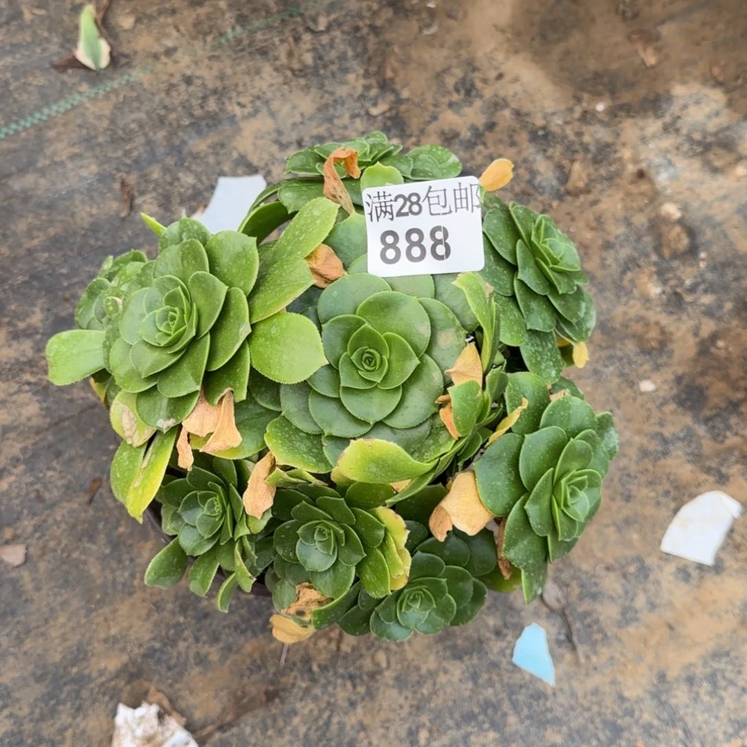 绿羊绒多肉888满28包邮断枝不包