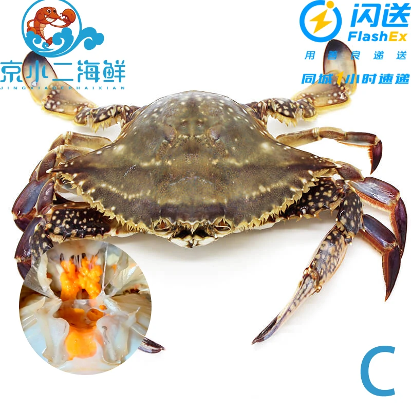 鲜活丹东带黄母梭子蟹1-4斤可选单只约2.5-3.5两/只一斤约3-4只(C)海鲜梭子蟹同城【保鲜不保活】