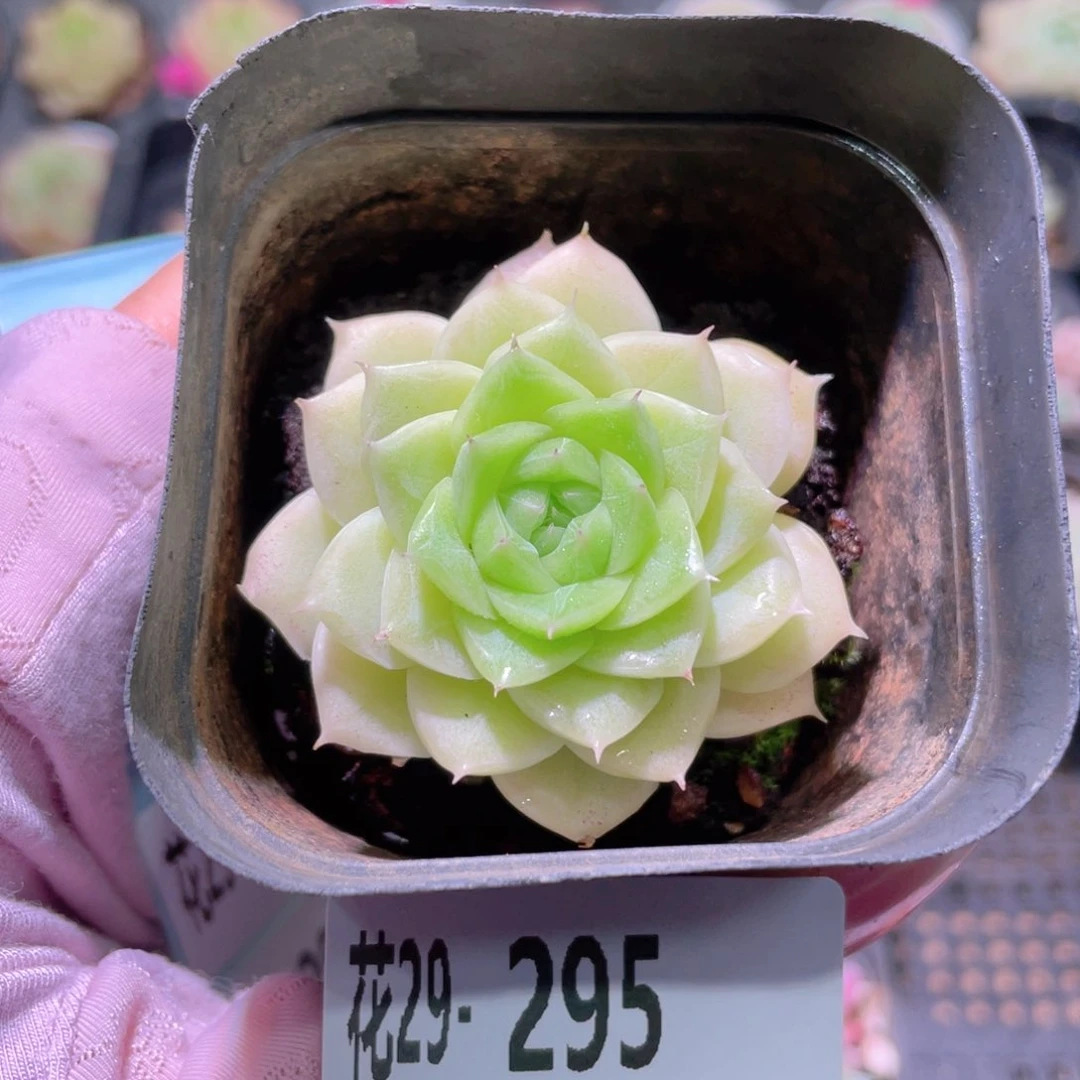 花利美29-295麦秆