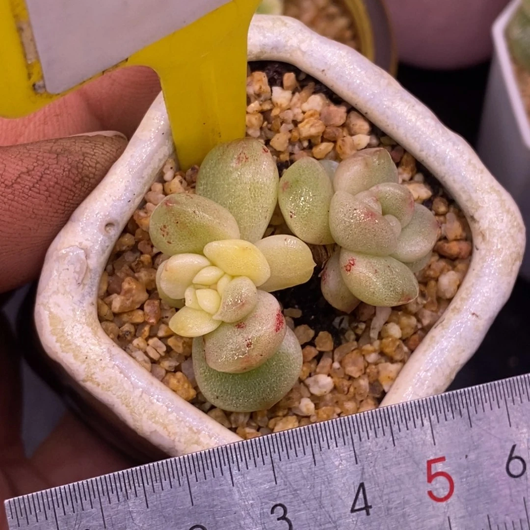 455冰玉石化双头老桩……