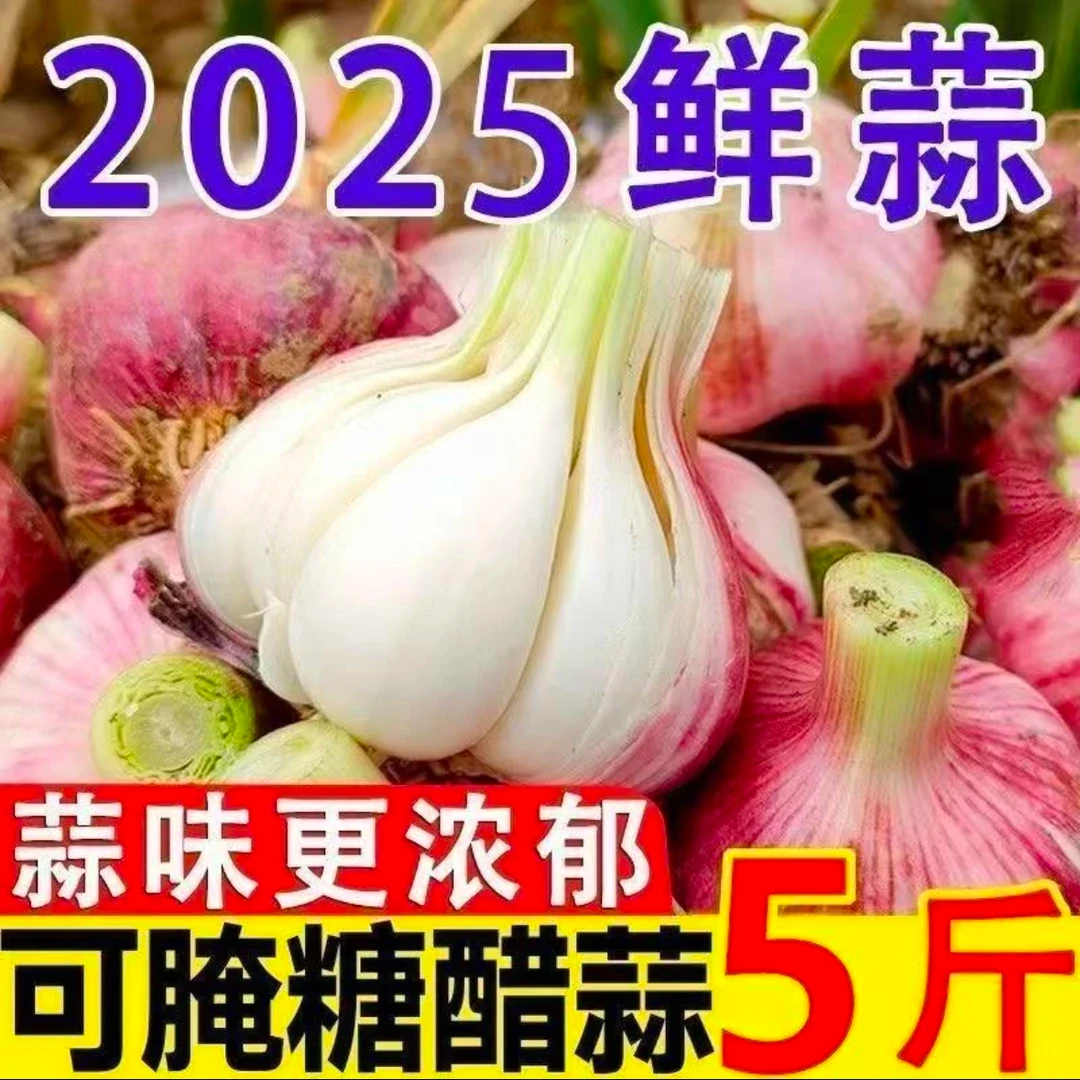 新鲜紫皮大蒜现采先挖5斤可腌制腊八蒜带箱鲜大蒜