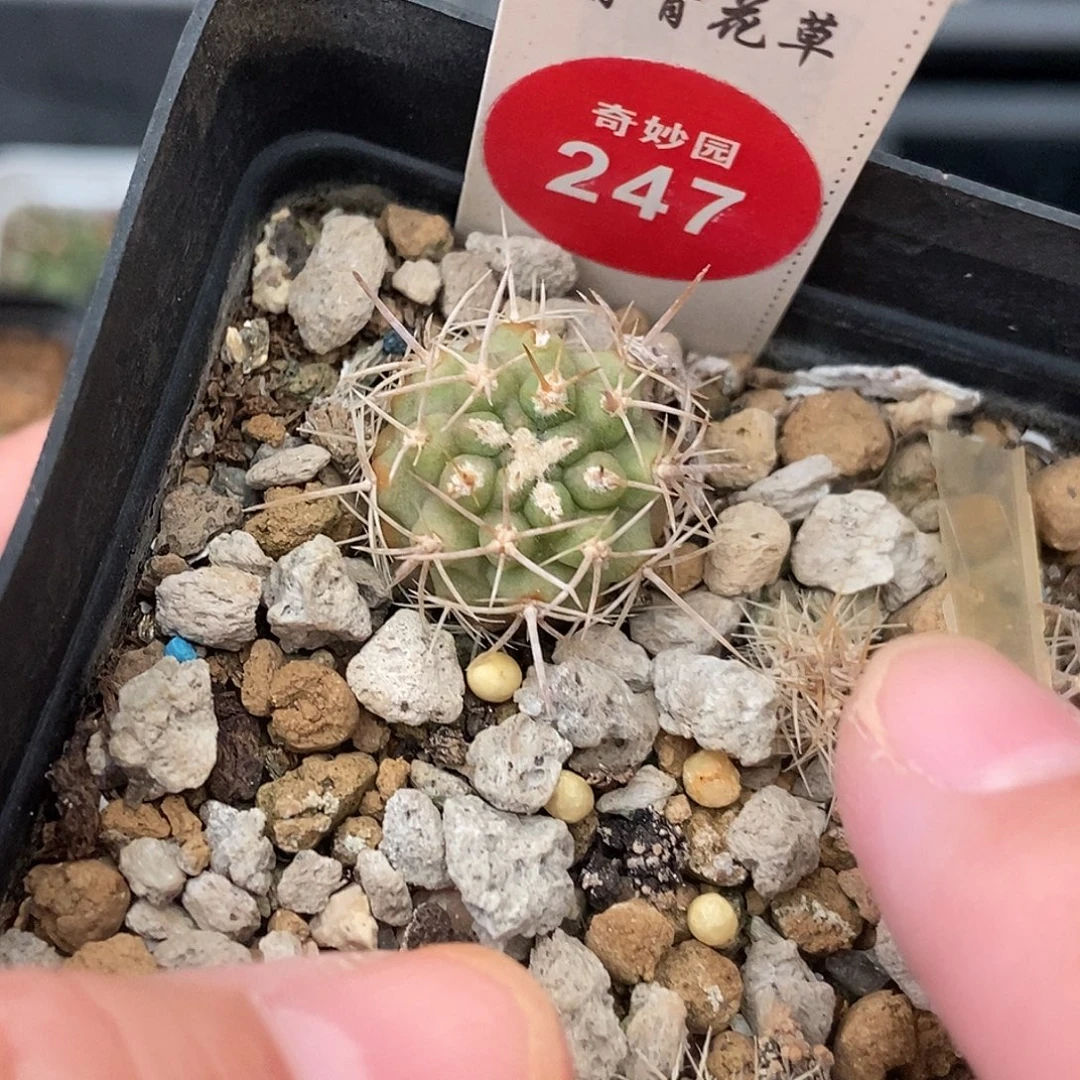 实生伍佰津玉一颗仙人球