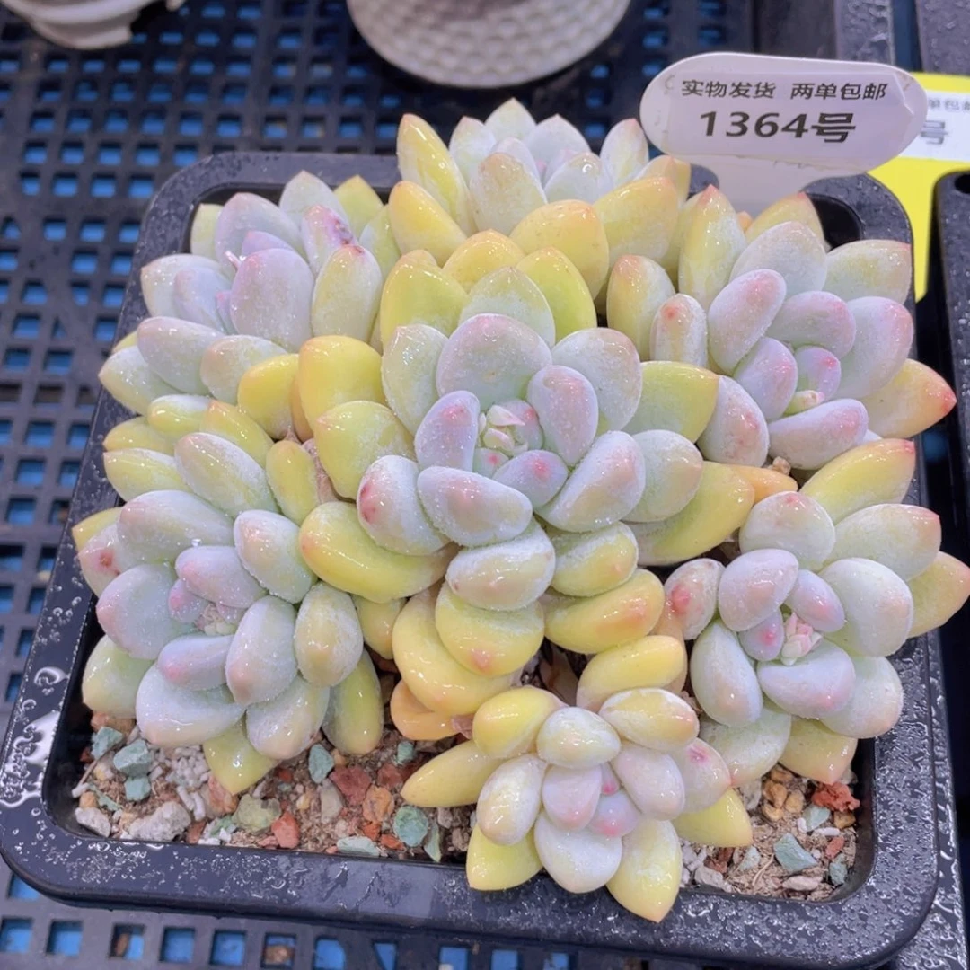 1364号老桩捧花香水大群