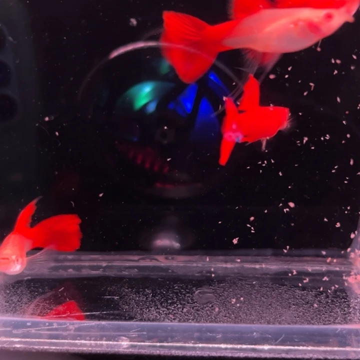 孔雀鱼血红大C2对