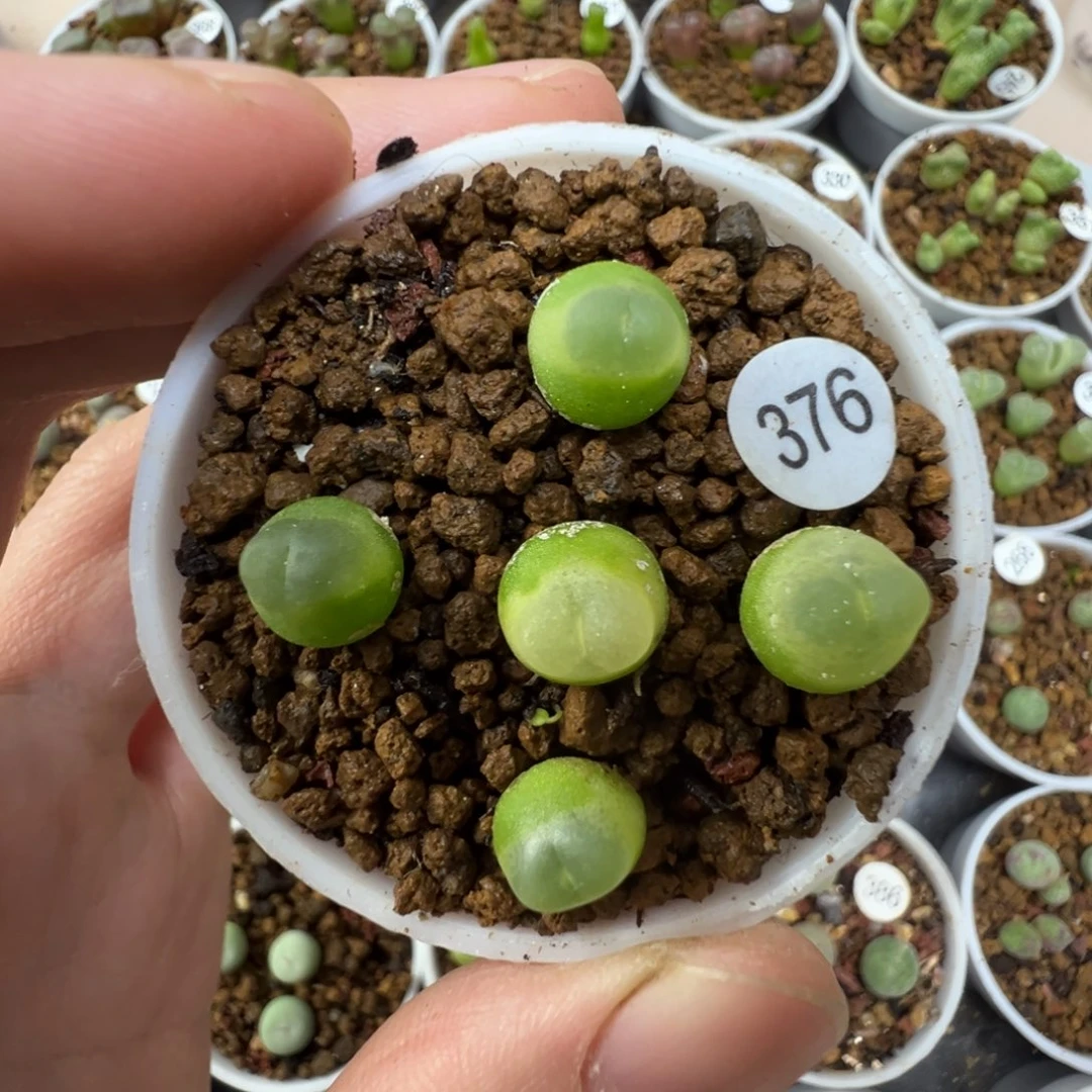 拉登一颗脱土37600000