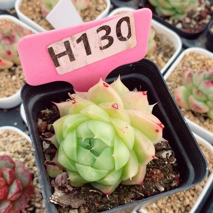 s****e麦秆冰心5.5cm多肉