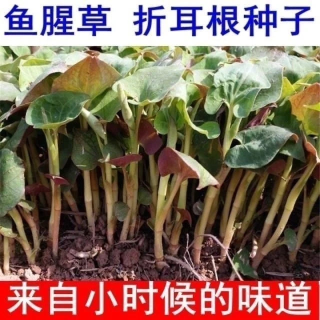 正宗鱼腥草种子折耳根种籽种苗高吃易种可盆栽四季易活蔬菜种子
