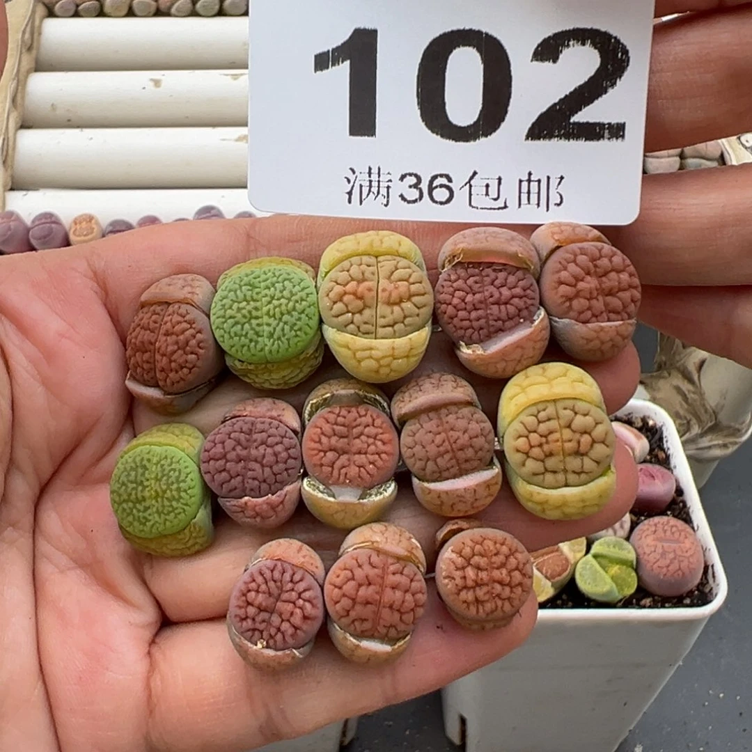 3.6好看的多肉脱土发货102