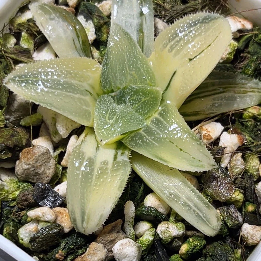 十二卷多肉1117蓝光