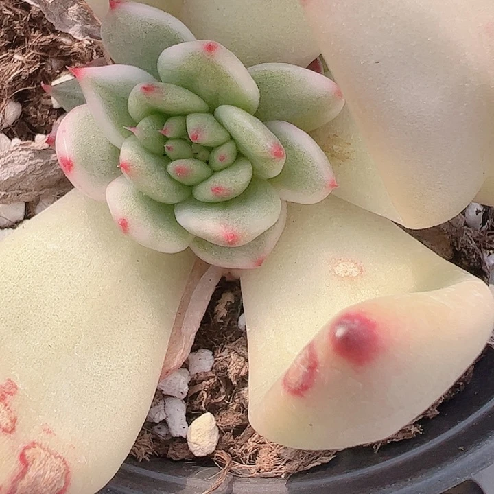 冰*多肉植物多肉植物