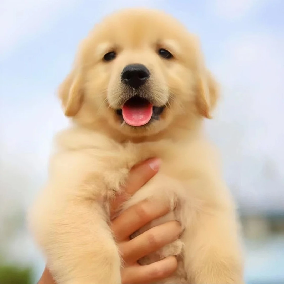 活体狗狗高颜值金毛边牧柯基阿拉斯加拉布拉多比熊博美等等全品类