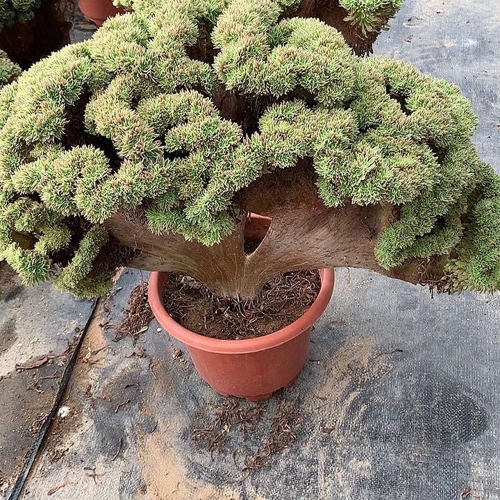 侃***t白凤缀化节后发货