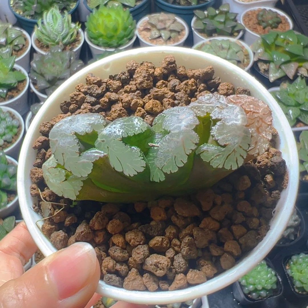 黑武泰玉扇多肉多肉多肉