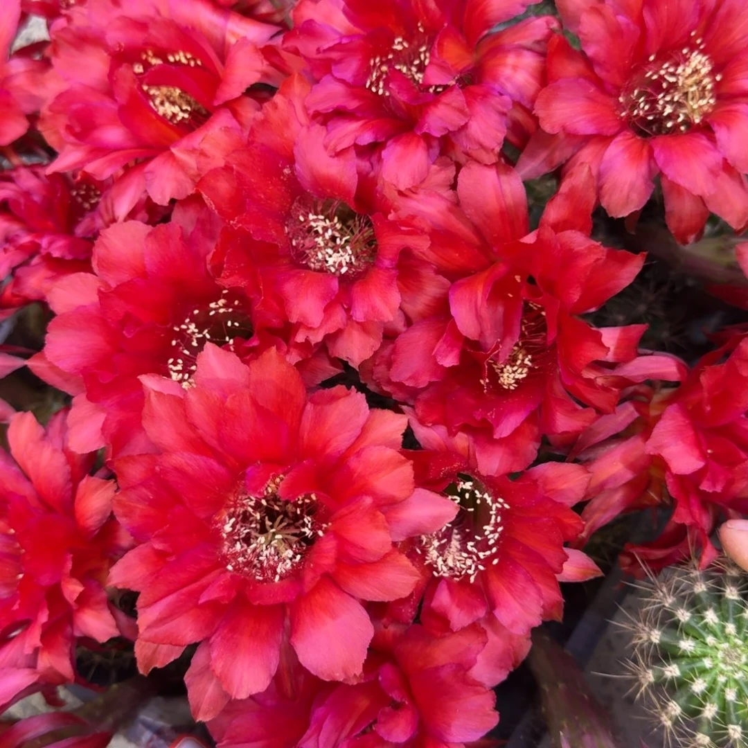 16彩草火焰女神歪3到4公分左右无根侧牙，20包邮