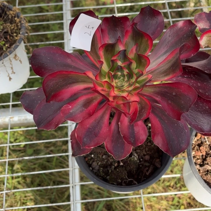 云南红魔女好看25号