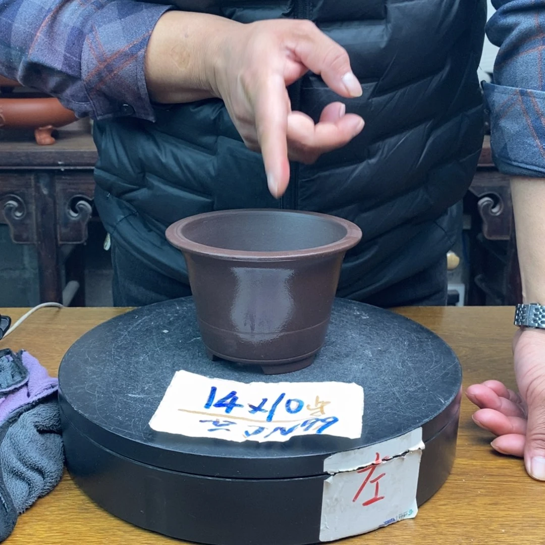 红陶货号一只JN99