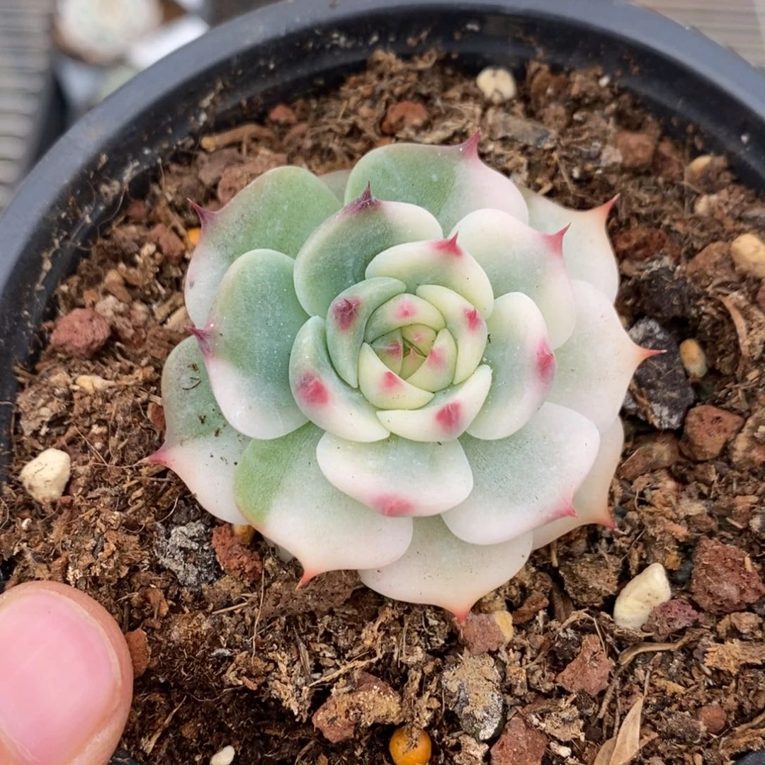 吉娃娃多肉植物9161