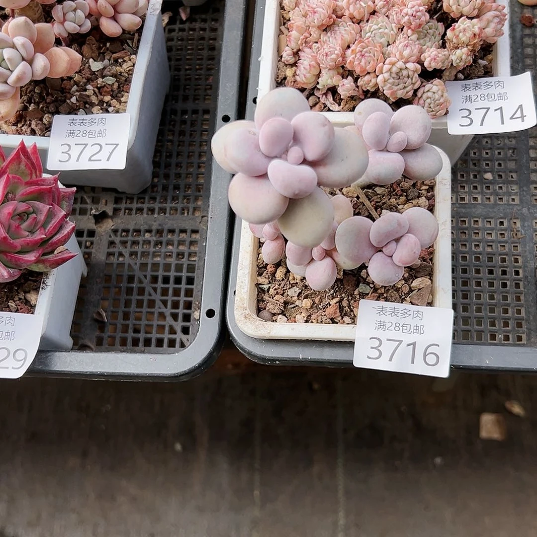 9号冰****ㅤ我们的确是一3716