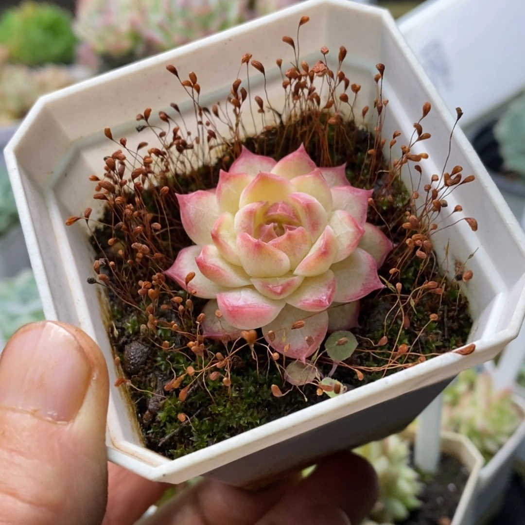 精品多肉一物一拍不包整82