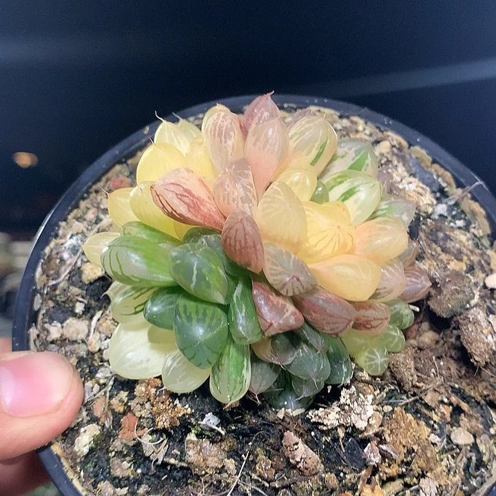 玉露极上斑6啊啊啊啊