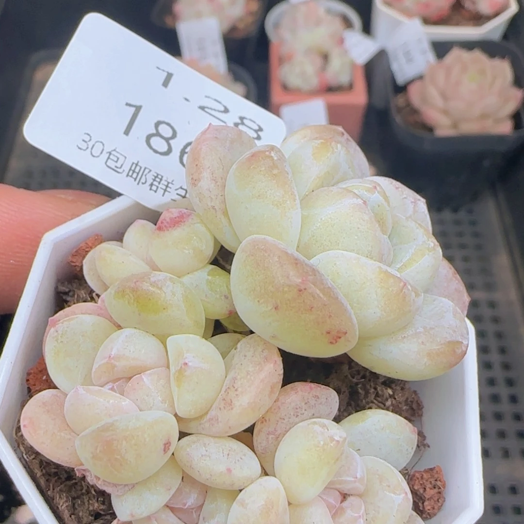 五头糖心冰玉一颗脱土