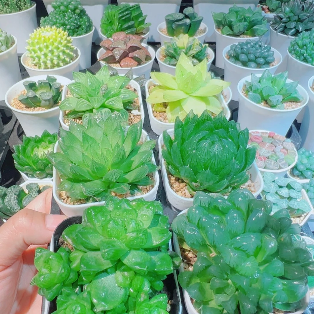 玉露六件套多肉多肉