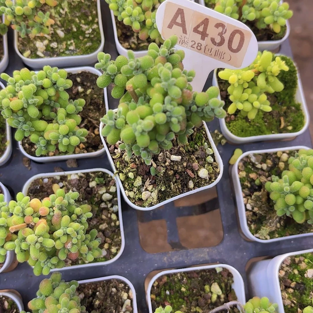 A430翡翠一物一拍