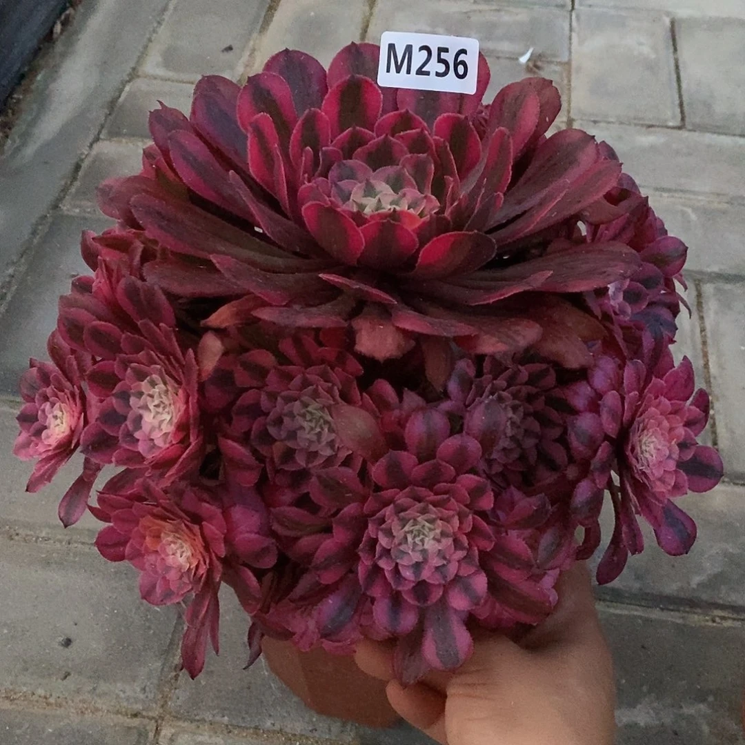 256红铜白666666666