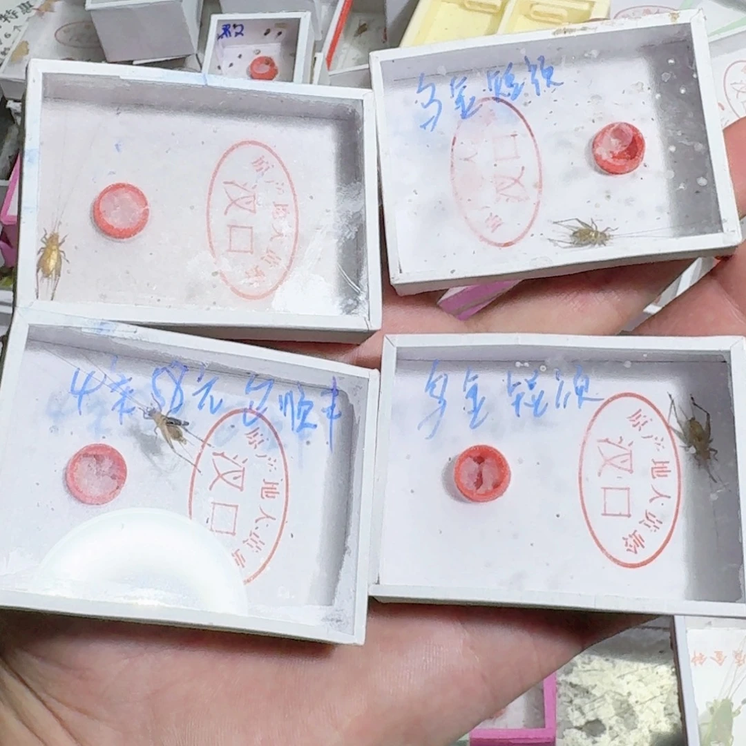 用***4蟋蟀蝈蝈我也想要这样一款面