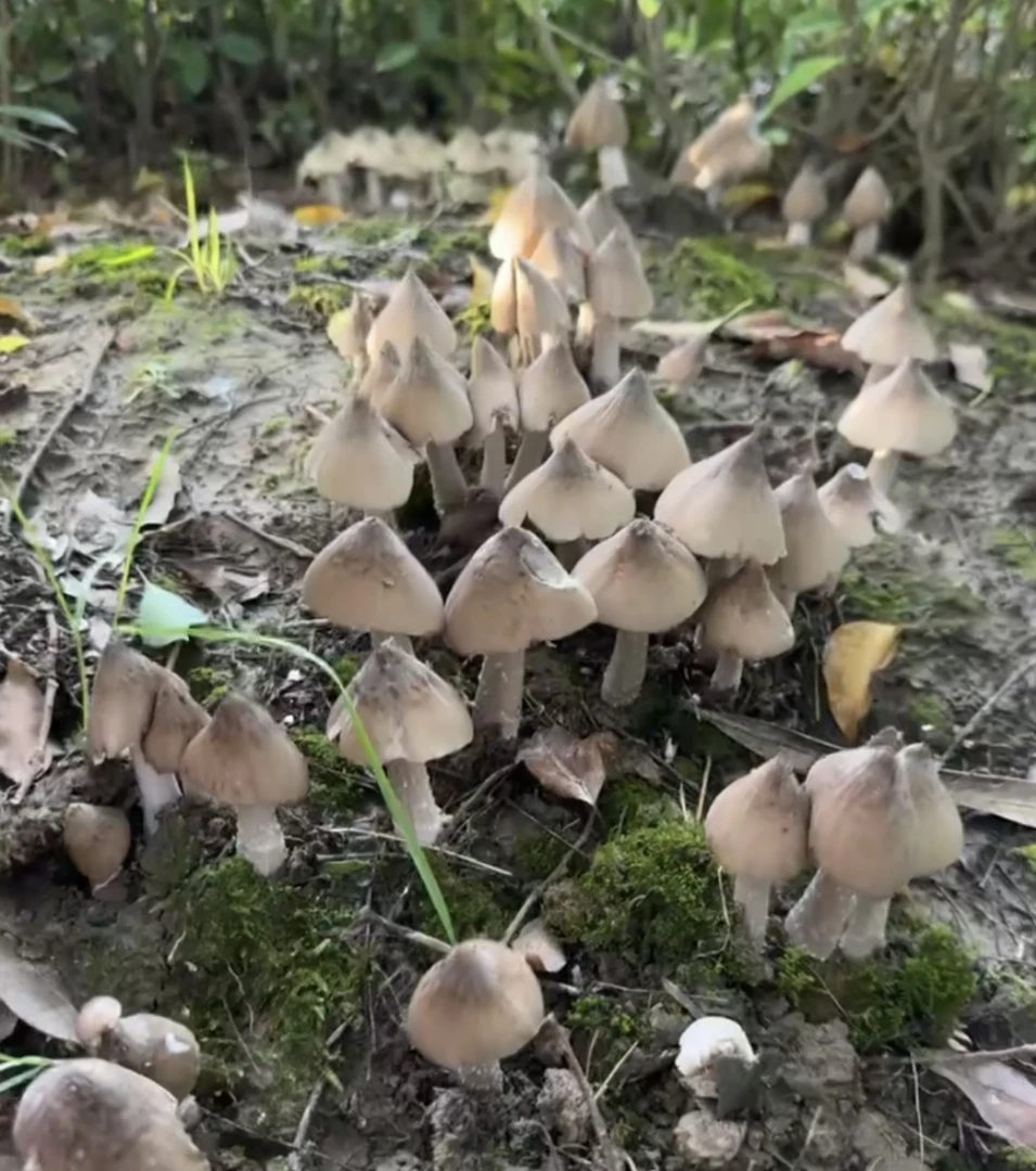 浙江本地鸡枞夏至菇新鲜现摘顺丰包邮不隔夜